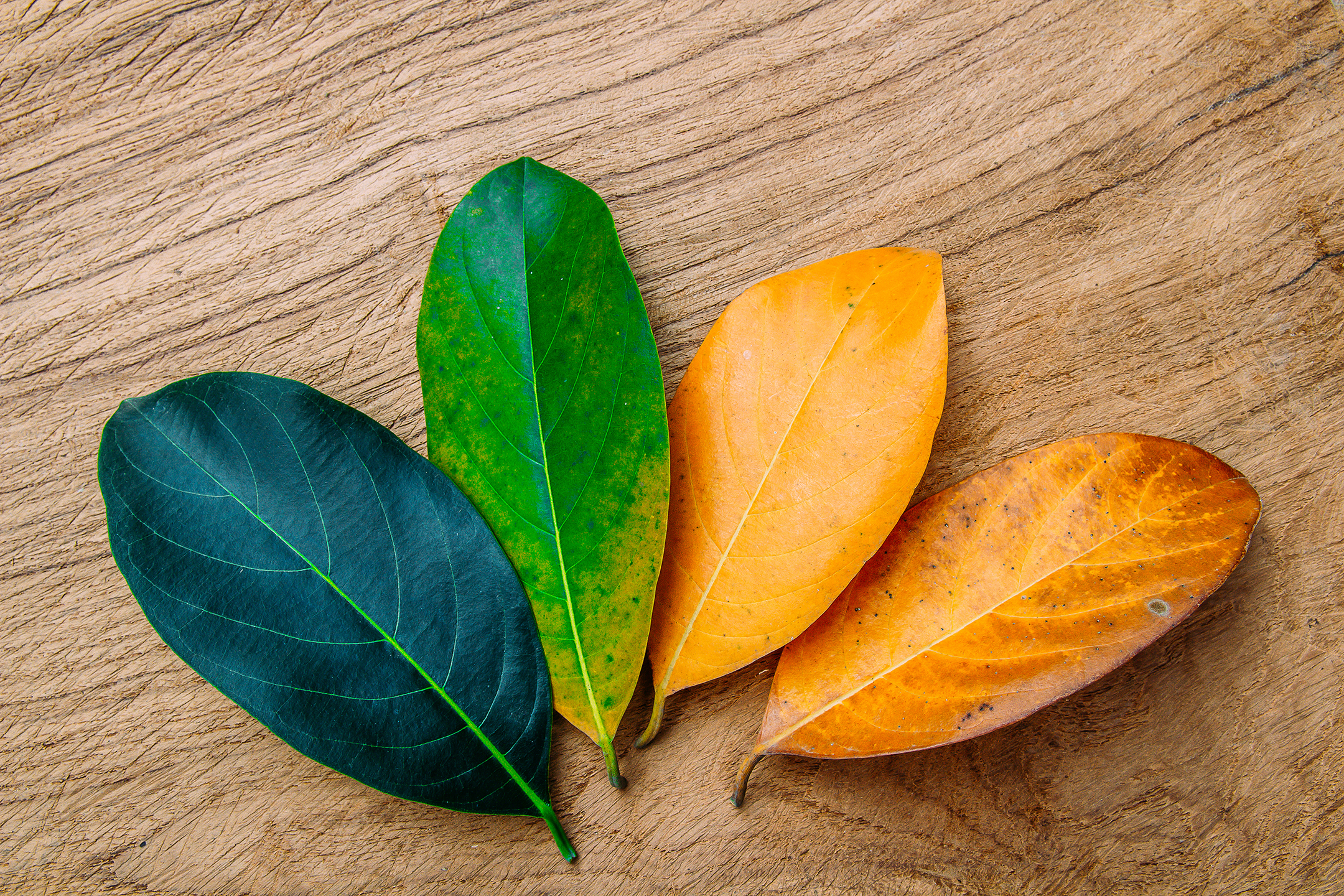 living end 4 leaves therapy